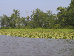 Plant zonation in tidal freshwater marsh - Photo: L. Schaffner