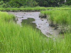 Tidal salt marsh - Photo: John Nichols