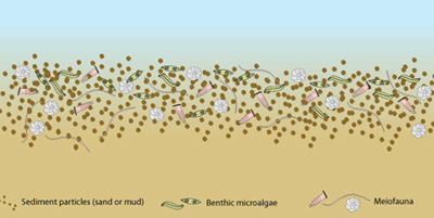 Meiofauna, along with benthic microalgae, live in the interstices of the sediments. This image made using symbols courtesy of the Integration and Application Network (ian.umces.edu/symbols/), University of Maryland Center for Environmental Science.