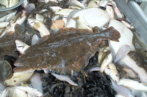 Some of the common benthic feeding fish of Chesapeake Bay include summer flounder (Paralichthys dentatus), as well as Atlantic croaker (Micropogonias undulatus), spot (Leiostomus xanthurus), hogchokers (Trinectes maculatus), oyster toadfish (Opsanus tau), blackcheek tonguefish (Symphurus plagiusa), and spotted hake (Urophycis regia).  Photo: VIMS Fisheries trawl seine