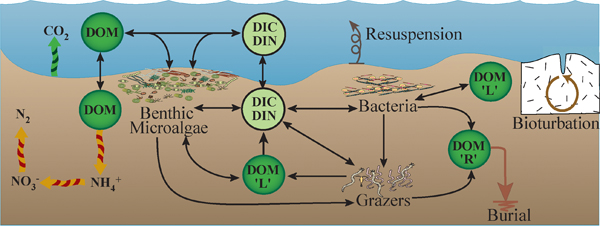 Nutrient cycling in shallow water systems. DOM=Dissolved Organic Material; DIC=Dissolved Inorganic Carbon; DIN=Dissolved Inorganic Nitrogen. Diagram: Frank Parker.  This image made using symbols courtesy of the Integration and Application Network (ian.umces.edu/symbols/), University of Maryland Center for Environmental Science