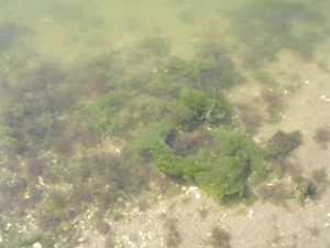 Macroalgae on the sediment surface. Photo: Linda Schaffner, VIMS.
