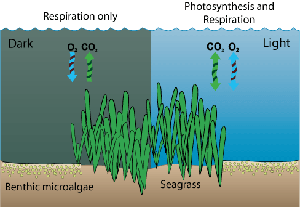 During the day, photosynthetic organisms such as macroalgae and benthic microalgae engage in both photosynthesis and respiration. At night, no photosynthesis occurs.  This image made using symbols courtesy of the Integration and Application Network (ian.umces.edu/symbols/), University of Maryland Center for Environmental Science.