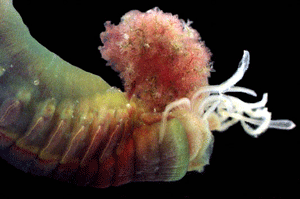 Terebellid polychaetes are common in shallow waters of Virginia. They feed on microalgae, bacteria and detritus. Photo: Jenny Dryer, VIMS.