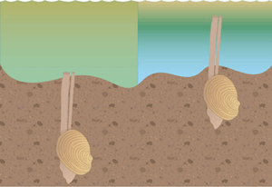 Under hypoxic conditions, some infaunal animals move higher in the sediment, increasing their risk of predation. This image was made using symbols courtesy of the Integration and Application Network (ian.umces.edu/symbols/), University of Maryland Center for Environmental Science.