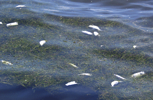 Fishkills are an example of the effects of human stressors on coastal ecosystems. Photo: Adrian Jones, IAN Image Library (www.ian.umces.edu/imagelibrary/)
