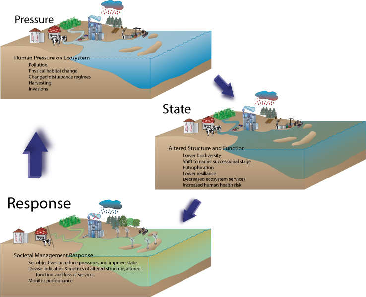 A conceptual model showing the linkages between pressures caused by human activities, state in terms of community structure and ecosystem processes, and management response. This image made using symbols courtesy of the Integration and Application Network (ian.umces.edu/symbols/), University of Maryland Center for Environmental Science.