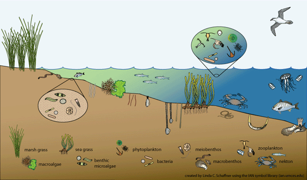 shallow-water-cross600