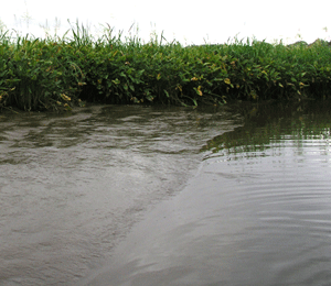 Bottom characteristics such as sediment grain size are an important parameter that influences the distribution of benthic organisms.