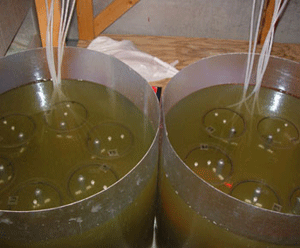 Cores are held in an incubator to measure sediment and water column metabolism. Photo: Iris Anderson, VIMS.