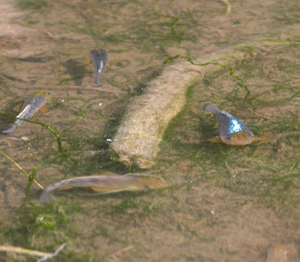 Minnows in shallow water. Photo: Jane Hawkey, IAN Image Library (www.ian.umces.edu/imagelibrary/)