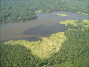Aerial photograph showing tidal freshwater marsh and shallow subtidal areas with and without submerged aquatic vegetation. Photo: Ken Moore, VIMS