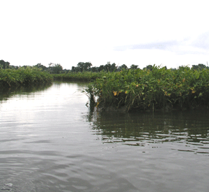 Sediment types differ between small protected creeks (above) and shorelines exposed to periodic strong storms (below). Photos: Linda Schaffner. 