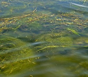 Excess nutrients can stimulate algal blooms, such as this one of the macroalgae Chaetomorpha spp. Photo: Adrian Jones, IAN Image Library (www.ian.umces.edu/imagelibrary/).