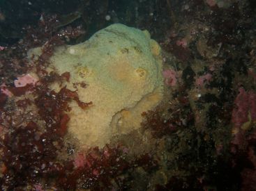 $_EscapeTool.xml($image_display_name)