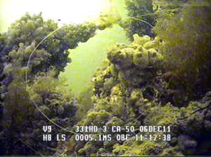 Pieces of the Betsy shipwreck are encrusted by sponges and other benthic organisms on the floor of the York River. Image from Seabotics LBV-150 ROV.