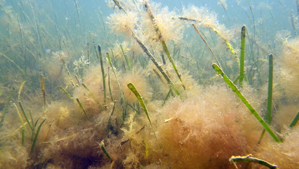 Goodwin Islands Seagrass Meadow