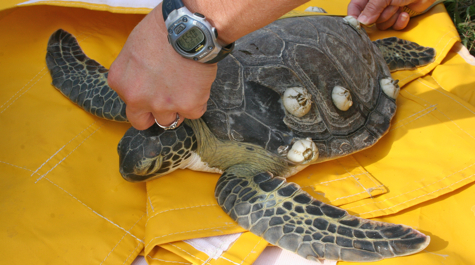 Green Sea Turtles | Virginia Institute of Marine Science