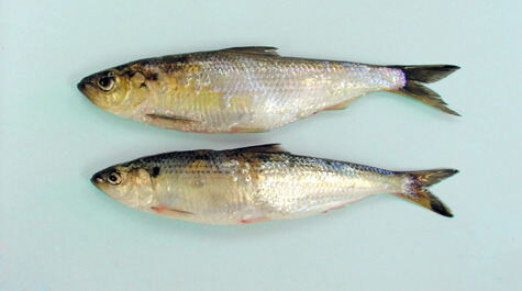 Alewife (top) Blueback herring (bottom)
