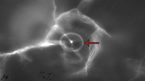 Hatchery mark on American shad otolith