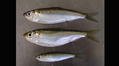 Juvenile American shad and river herring