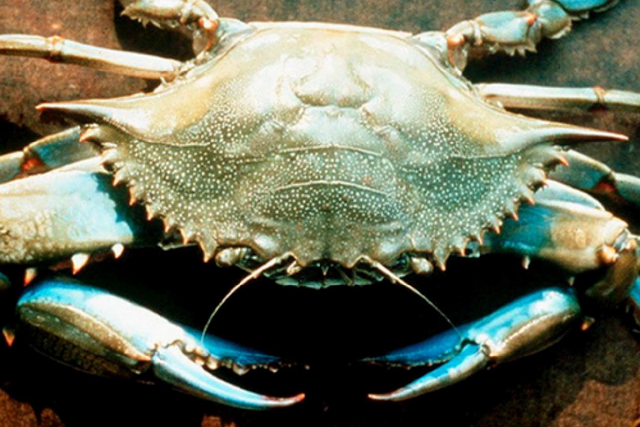 Close up of a Blue Crab