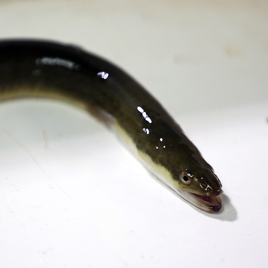 American eel