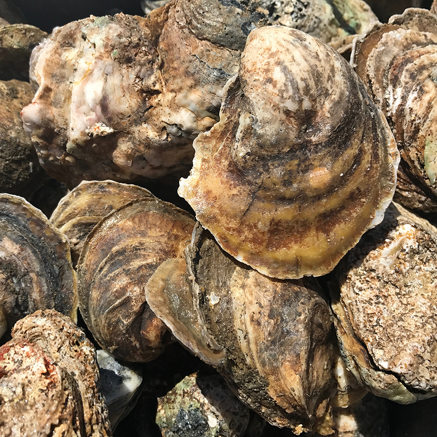 oysters