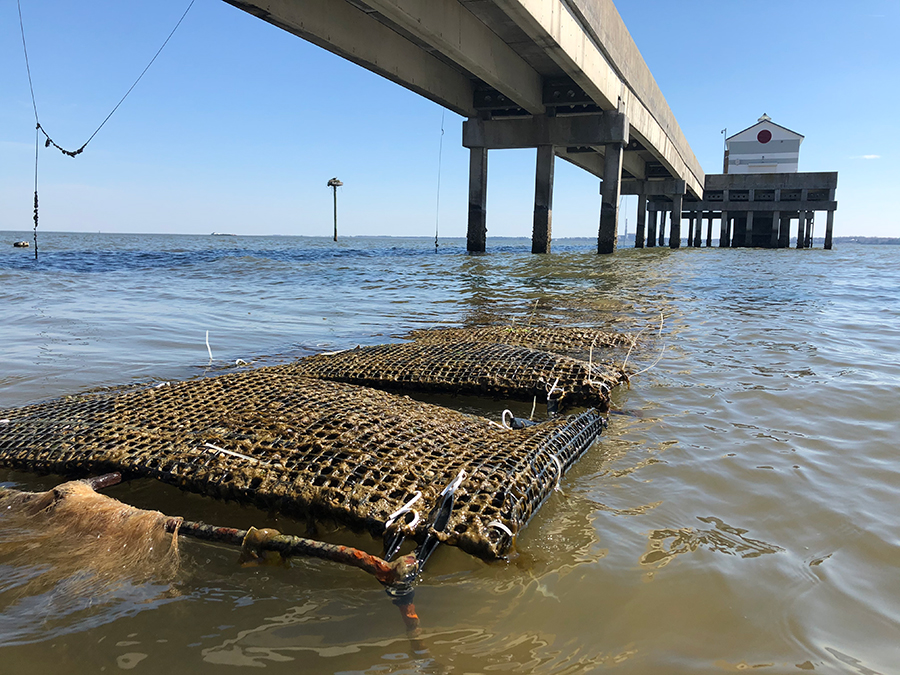 oyster bags near research pier
