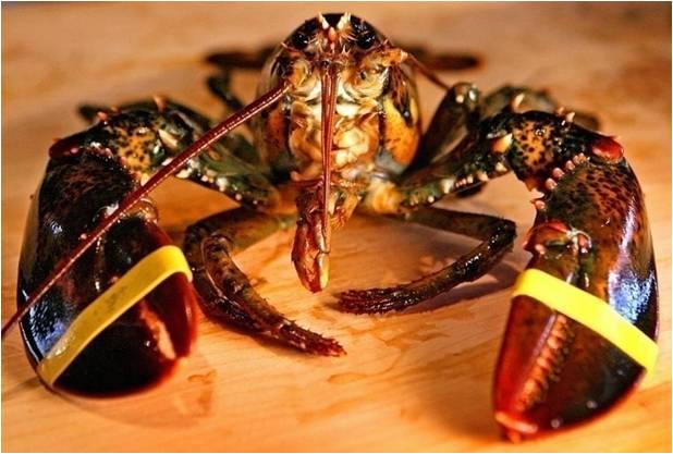 lobster