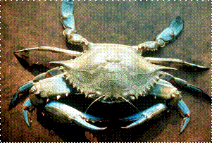 Blue Crab