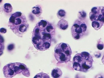 Plasmodial and prespore stages