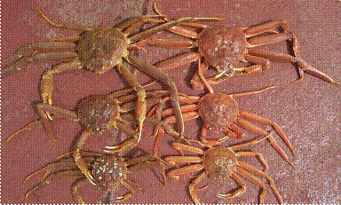 Snow Crab