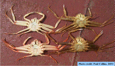 Snow Crab