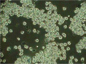 Vegetative trophonts