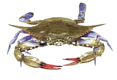 blue crab