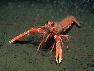 nephrops