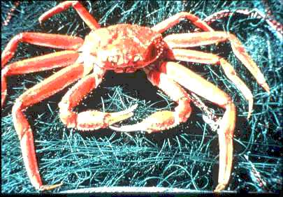 snow crab