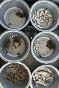 An overhead view of a freshly sorted catch waiting to be measured