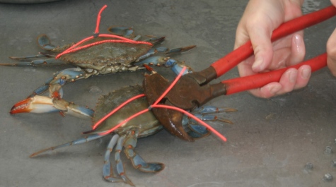 Tagging Blue Crabs