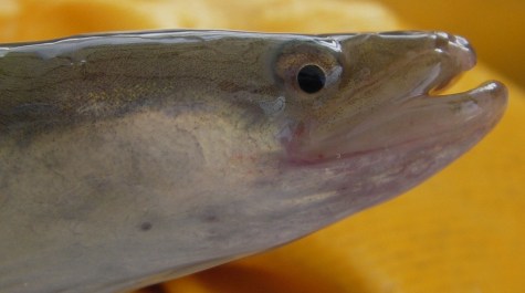 The head of an American eel. ©VIMS.