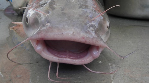 Blue catfish