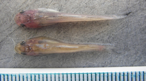 Juvenile catfish