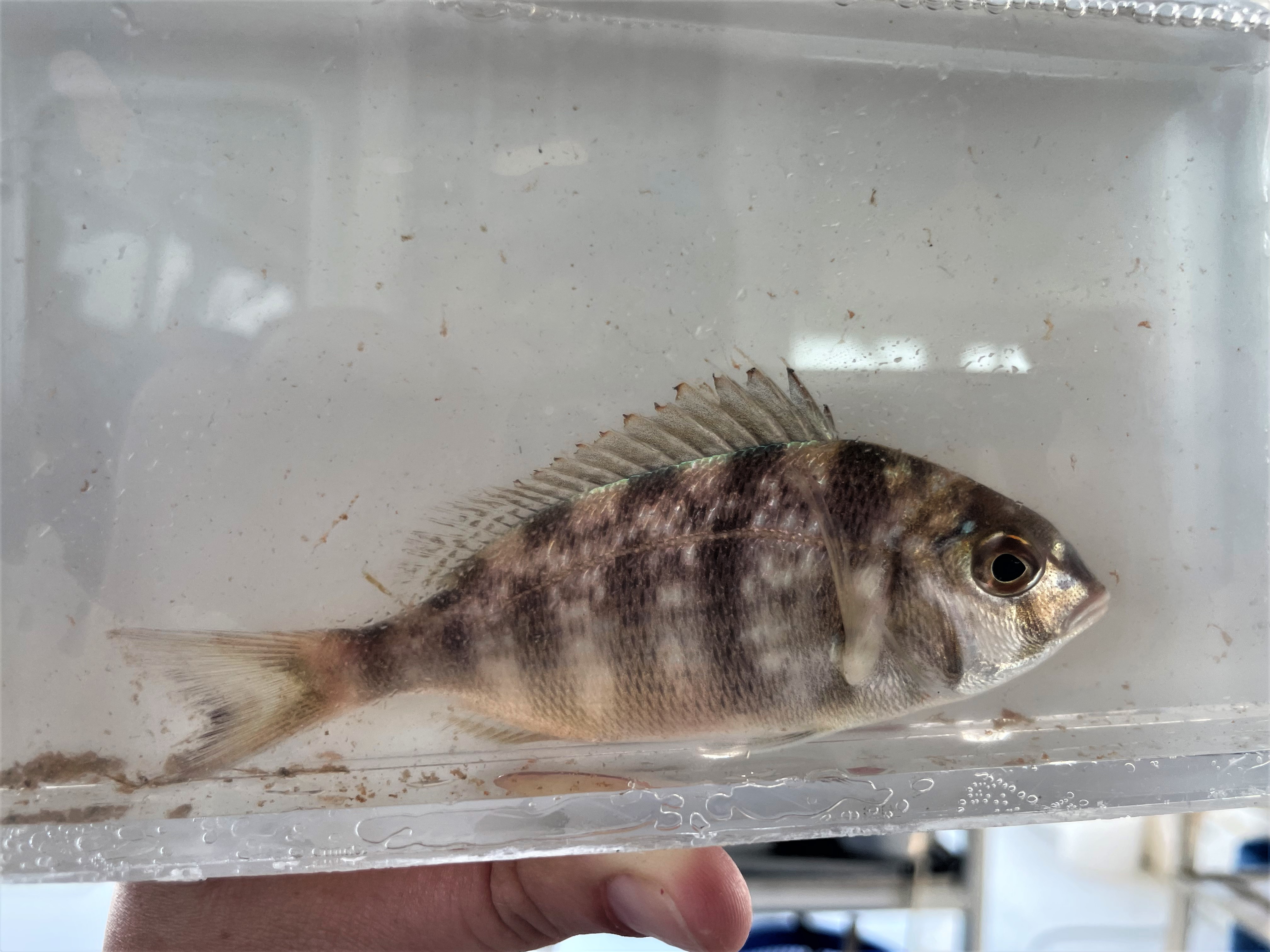 $_EscapeTool.xml($img_display)