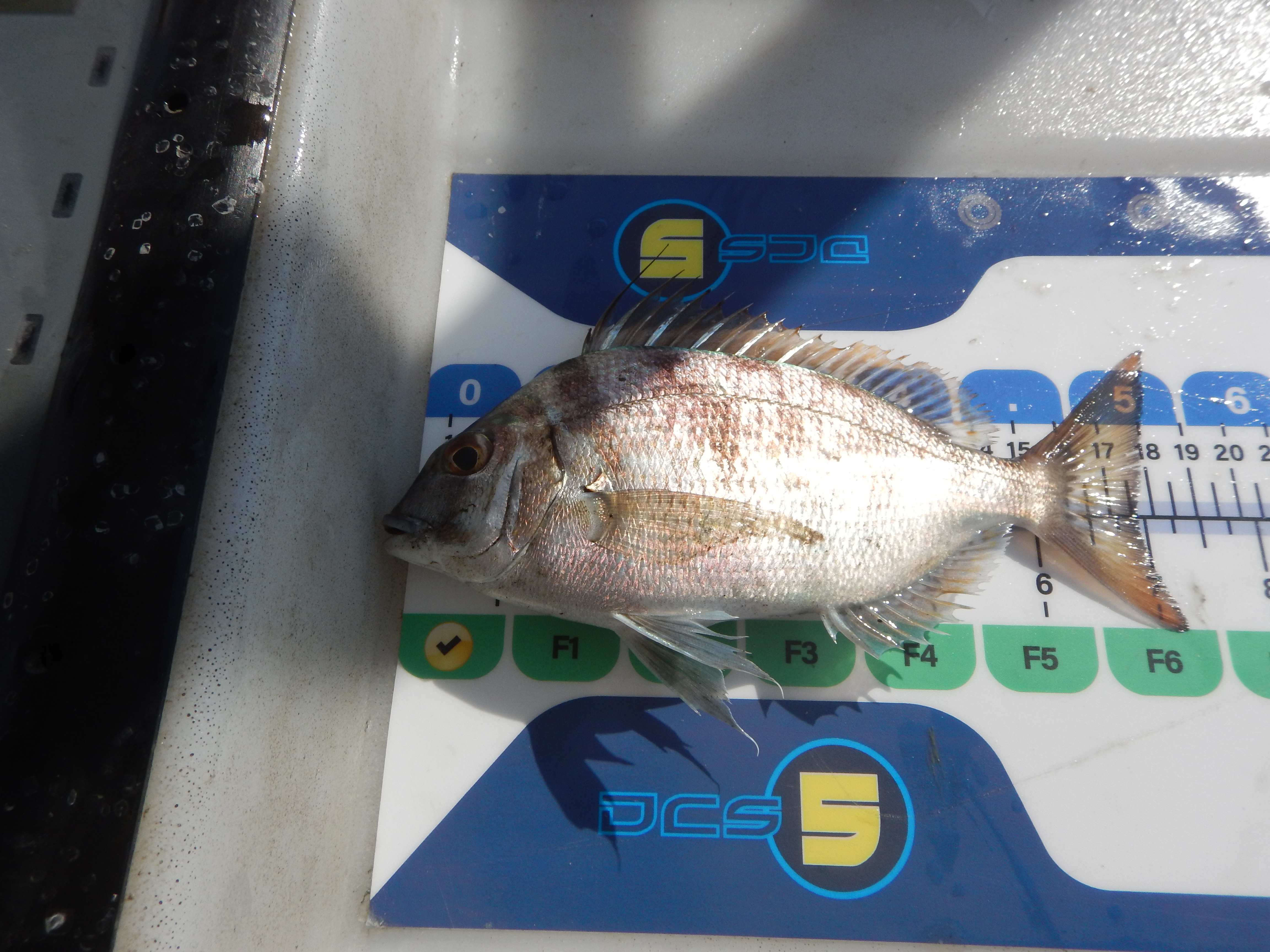 $_EscapeTool.xml($img_display)