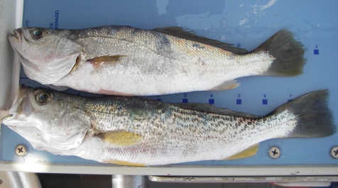 Weakfish and silver seatrout