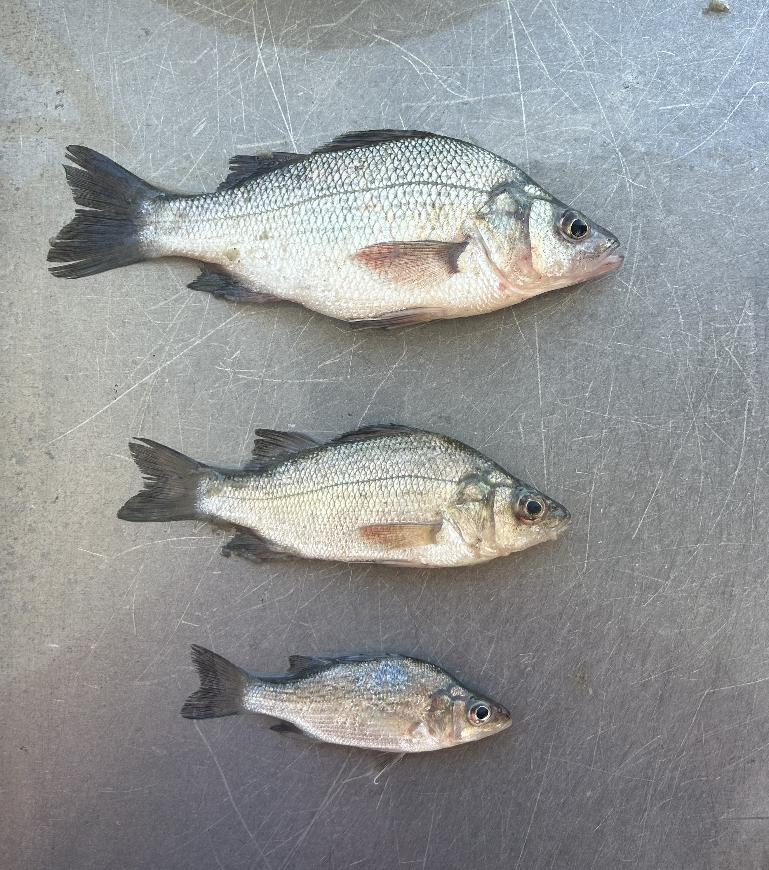 $_EscapeTool.xml($img_display)