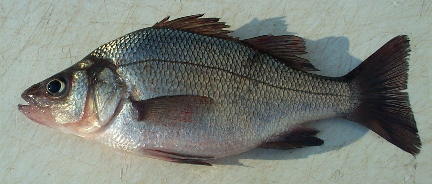 White Perch Virginia Institute of Marine Science