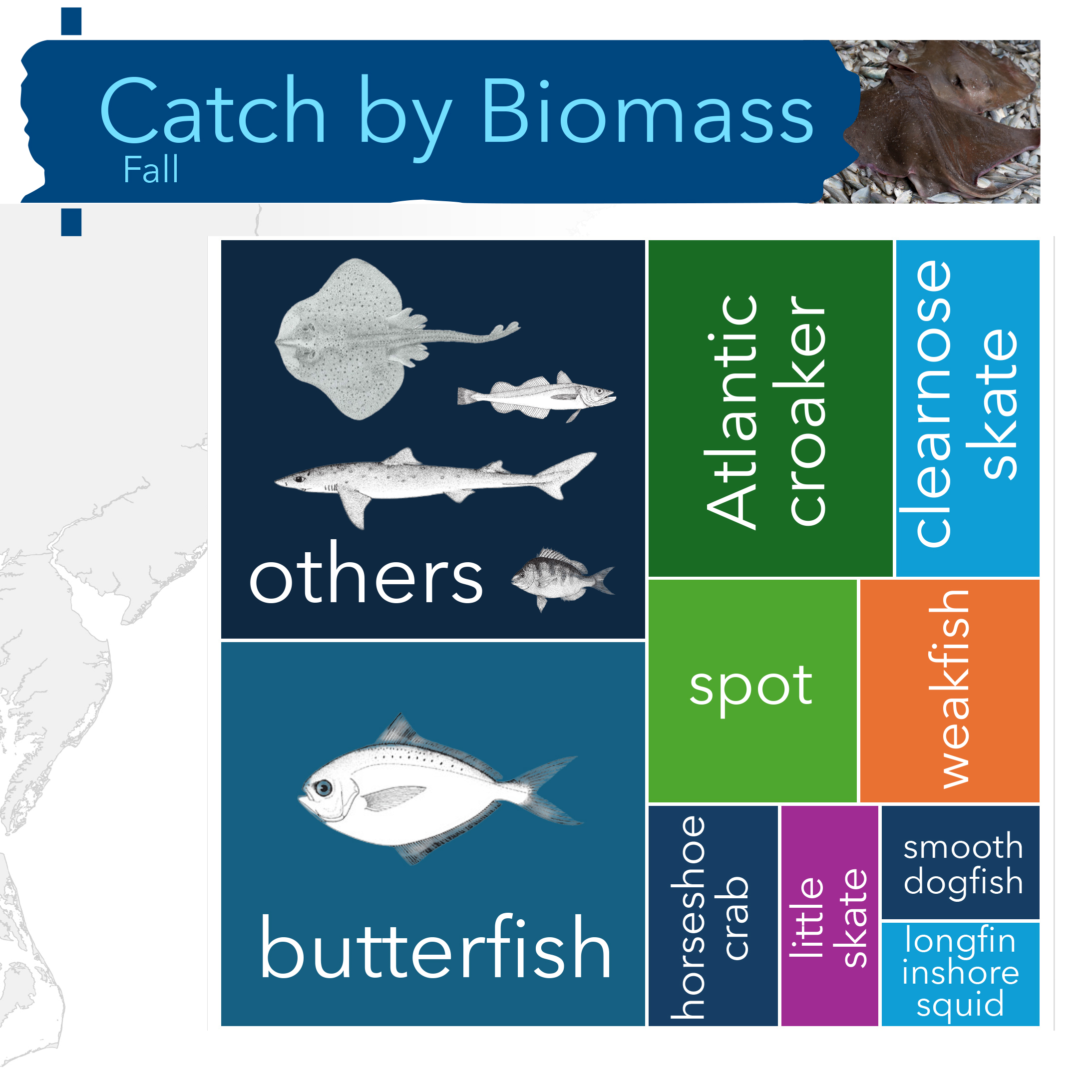 A tree map of taxa caught by biomass during the fall cruise:  others, butterfish, Atlantic croaker, clearnose skate, spot, weakfish, horseshoe crab, little skate, smooth dogfish, longfin inshore squid