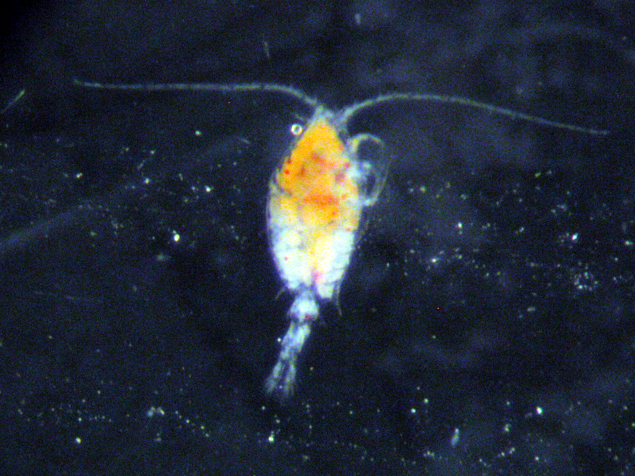 Diet Analysis | Virginia Institute of Marine Science